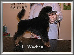 11 Wochen